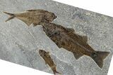 Stunning Multiple Fossil Fish Plate - Large Mioplosus #370885-1
